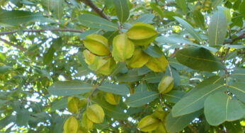 Arjuna Tree Bark : వీర్యం బాగా త‌యార‌య్యేందుకు.. దీన్ని రోజూ తీసుకోవాలి..!