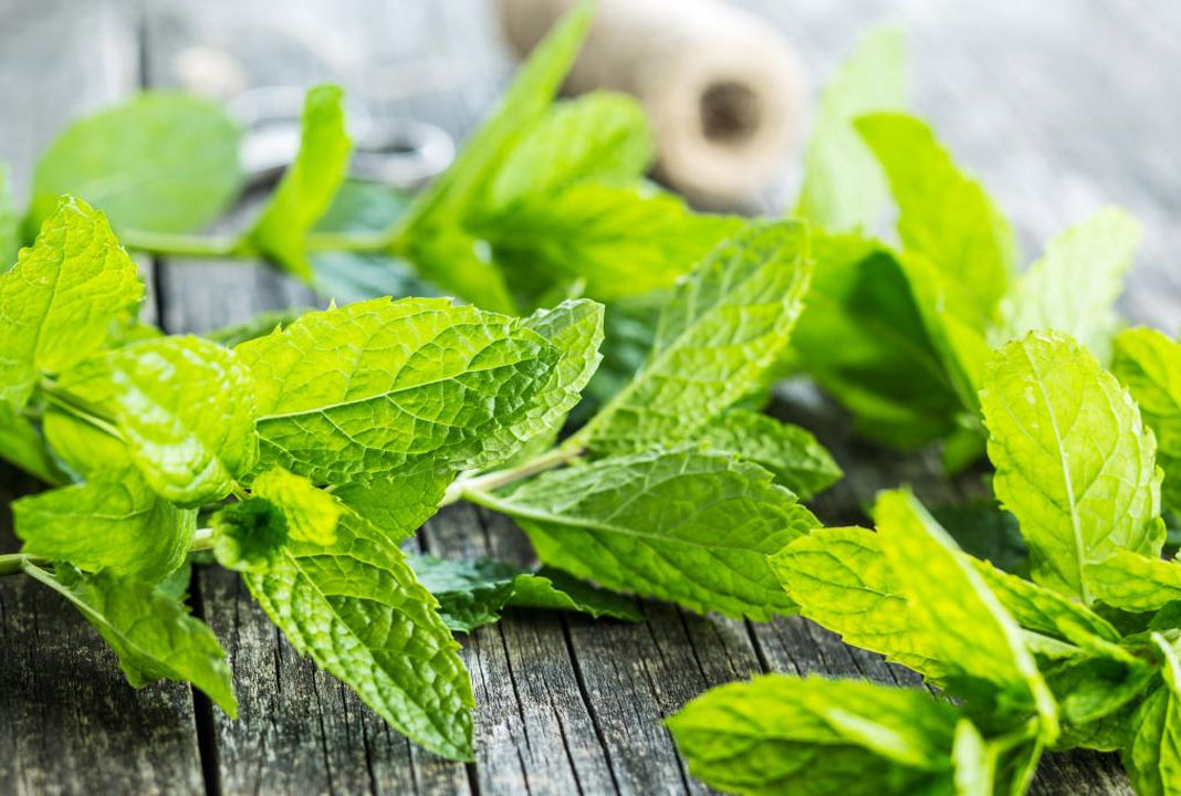 పుదీనా ఆకుల‌తో అనారోగ్య స‌మ‌స్య‌ల‌ను ఇలా నయం చేసుకోవ‌చ్చు..!