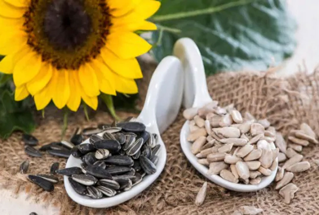 పొద్దు తిరుగుడు విత్త‌నాల‌ను తింటే క‌లిగే 5 అద్భుత‌మైన లాభాలు..!