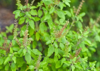 health benefits of drinking holy basil water