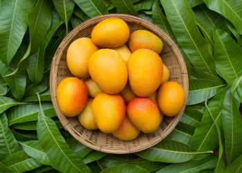 health benefits of mangoes