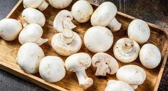 Mushrooms : పుట్ట గొడుగులు సూప‌ర్ ఫుడ్‌.. వీటి వ‌ల్ల క‌లిగే ప్ర‌యోజ‌నాలు అద్భుతం..!