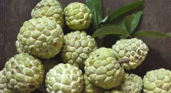 Custard Apple : సీతాఫ‌లం నిజంగా అమృత ఫ‌ల‌మే.. ఈ సీజ‌న్‌లో మిస్ చేయ‌కుండా తినండి..!