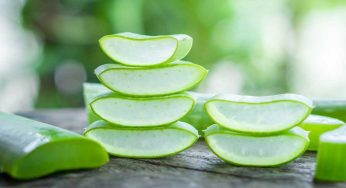 Aloe Vera : ఆరోగ్యాన్నిచ్చే గొప్ప మొక్క క‌ల‌బంద‌.. దీనిలో దాగి ఉన్న ఆరోగ్య ర‌హ‌స్యాలు ఇవే..!