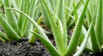 Aloe Vera : కలబంద గురించి ఈ విషయాలు తెలిస్తే షాకవ్వాల్సిందే.!