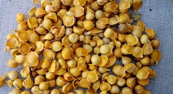 Himalayan Garlic : శ‌రీరంలోని కొలెస్ట్రాల్‌ను మొత్తం త‌గ్గించే హిమాల‌య‌న్ వెల్లుల్లి..!