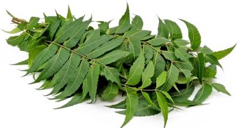 Neem Leaves : స్నానం చేసే నీటిలో త‌ప్ప‌నిస‌రిగా వేపాకుల‌ను వేయాల్సిందే.. ఈ అద్భుత‌మైన ప్ర‌యోజ‌నాల‌ను పొంద‌వ‌చ్చు..!