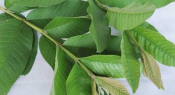 Guava Leaves : అద్భుతమైన పోషకాలు ఉండే జామ ఆకులు.. వీటితో కలిగే లాభాలు తెలిస్తే విడిచిపెట్టరు..!