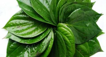 Betel Nut Leaves : త‌మ‌ల‌పాకుల‌తో ఇన్ని లాభాలు ఉన్నాయా ? రోజూ రెండు ఆకుల‌ను తినండి చాలు.!