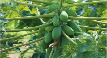 Raw Papaya : హార్ట్ ఎటాక్ రాకుండా చూసే ప‌చ్చి బొప్పాయి.. ఇంకా బోలెడు ఉప‌యోగాలు..!