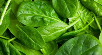 Spinach : పాల‌కూర‌ను ప‌చ్చిగా తిన‌వ‌చ్చా ? ఏదైనా హాని జ‌రుగుతుందా ?