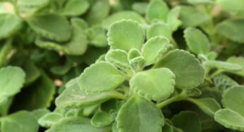 Ajwain Leaves : ఈ మొక్క ఎక్కడ కనిపించినా అస్సలు వదలొద్దు.. అంతలా ఉపయోగపడుతుంది..!