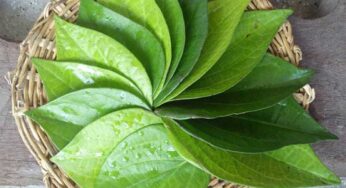 Betel Leaves : ఔష‌ధ గుణాల త‌మ‌ల‌పాకుల‌తో.. గృహ చికిత్స‌లు..!