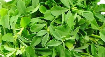 Fenugreek Leaves : రోజూ గుప్పెడు మెంతి ఆకులను తినండి.. బోలెడు ప్ర‌యోజ‌నాలు క‌లుగుతాయి..!