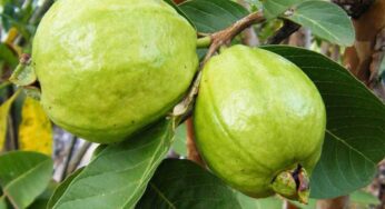 Guava In Summer : వేస‌విలో జామ‌కాయ‌ల‌ను తిన‌డం మ‌రిచిపోకండి..!