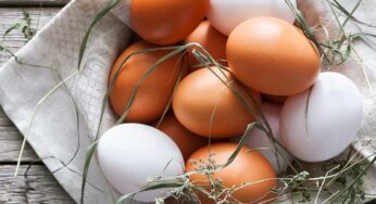 White Eggs Vs Brown Eggs : తెల్ల‌ని కోడిగుడ్లు, బ్రౌన్ క‌ల‌ర్ కోడిగుడ్లు.. రెండింటిలో ఏవి మంచివి ?