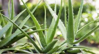 Aloe Vera : ప్రతి ఒక్కరూ ఇంట్లో కలబంద మొక్కలను తప్పనిసరిగా పెంచుకోవాల్సిందే.. ఎందుకంటే..?