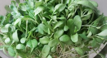 Fenugreek Plants : ఇంట్లోనే సుల‌భంగా మెంతికూరను ఇలా పెంచుకుని స‌హ‌జ‌సిద్ధంగా తినండి..!