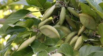 Millettia Pinnata : కానుగ చెట్టుని అంత తేలిగ్గా తీసుకోకండి.. దీని వ‌ల్ల క‌లిగే ప్ర‌యోజ‌నాలు తెలిస్తే ఆశ్చ‌ర్య‌పోతారు..!