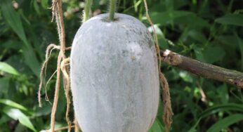 Ash Gourd : బూడిద గుమ్మ‌డికాయ‌తో ఎన్ని లాభాలో తెలుసా ? పురుషుల‌కు చాలా ఉప‌యోగ‌క‌రం..!