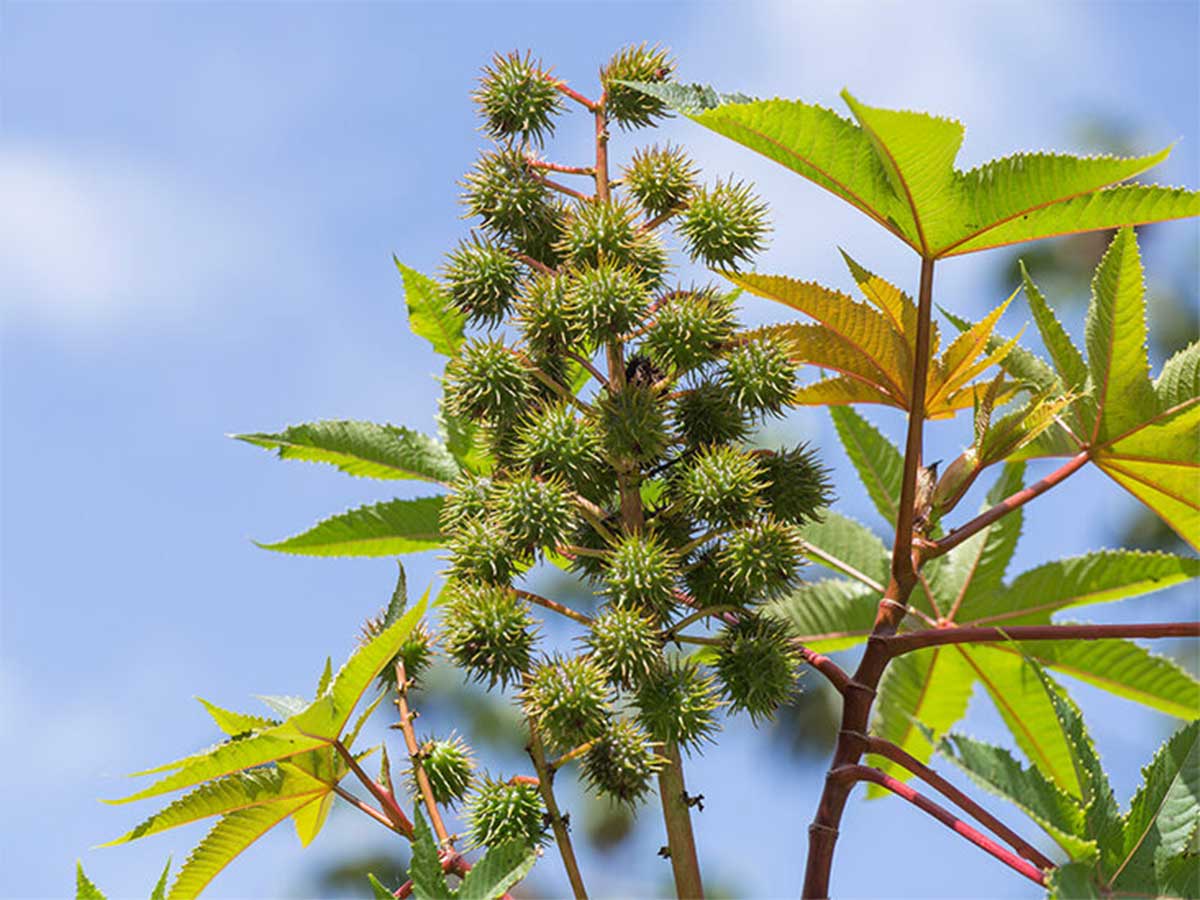 castor-oil-tree