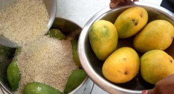 Ripen Mangoes : ఎలాంటి ర‌సాయ‌నాలు వాడ‌కుండా.. మామిడి కాయ‌ల‌ను ఇలా మ‌గ్గ‌బెట్టండి.. పండ్లుగా మారుతాయి..!