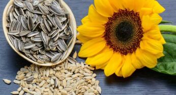 Sun Flower Seeds : పొద్దు తిరుగుడు విత్త‌నాల‌ను తింటున్నారా ? అయితే ముందు ఈ విష‌యాల‌ను తెలుసుకోండి..!