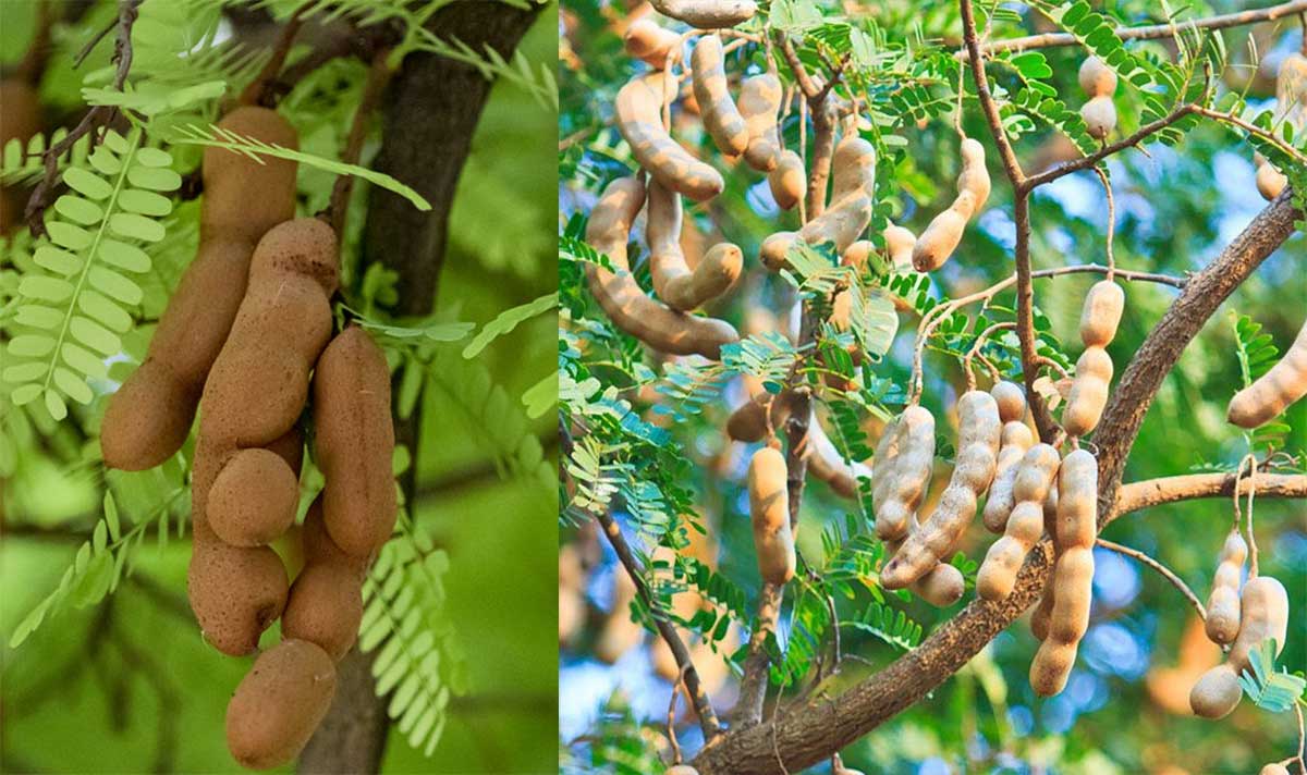 Tamarind Tree : చింత చెట్టులో ప్రతి భాగం ఔషధమే.. ఎన్నో ఉపయోగాలు ఉంటాయి..! Tamarind Tree is wonderful many medicinal properties