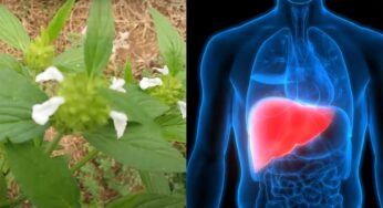 Liver : లివ‌ర్‌కు శ‌క్తినిచ్చే అద్భుత‌మైన మొక్క.. తుమ్మి మొక్క‌.. అనేక వ్యాధుల‌కూ ప‌నిచేస్తుంది..!