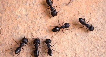 Ants : చీమలు తరచూ ఇంట్లో కనిపిస్తే ఏం జరుగుతుందో తెలుసా ?