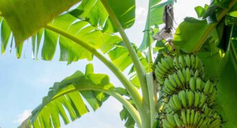 Banana Tree : ఎన్నో రోగాల‌కు ఔష‌ధంగా ప‌నిచేసే అర‌టి చెట్టు.. ఇంట్లో త‌ప్ప‌క పెంచుకోవాలి..!