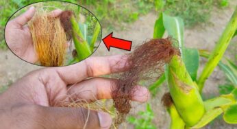 Corn Fiber : పొరపాటున మొక్కజొన్న పీచు పడేస్తున్నారా.. ఇది తెలిస్తే ఇక‌పై దాన్ని ప‌డేయ‌రు..!