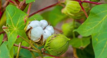 Cotton Plant : ప‌త్తిచెట్టుతో ఎన్నో ఉప‌యోగాలు.. స్త్రీలు, పురుషుల‌కు బాగా ప‌నిచేస్తుంది..!