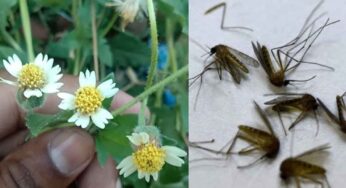 Mosquitoes : ఈ మొక్క‌తో ఇలా చేస్తే.. ఇంట్లోని దోమ‌ల‌న్నీ చ‌నిపోతాయి.. మ‌ళ్లీ రావు..!