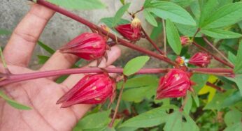 Gongura Puvvulu : ఈ పువ్వుల‌తో ఎలాంటి లాభాలు క‌లుగుతాయో తెలిస్తే.. వెంట‌నే ఇంటికి తెచ్చుకుంటారు..!