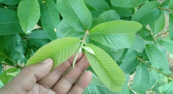 Guava Leaves : జామ చెట్టు గురించి త‌ప్ప‌కుండా తెలుసుకోవాల్సిన విష‌యాలు..!