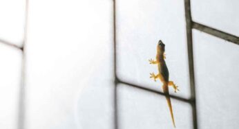 Lizard In Home : ఇంట్లో బ‌ల్లి నేల‌పై పాకుతూ క‌నిపించిందా.. అయితే దాని అర్థం ఏమిటో తెలుసా ?