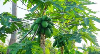 Papaya Tree : బొప్పాయి చెట్టు గురించి ఈ విష‌యాల‌ను త‌ప్ప‌క తెలుసుకోవాలి..!