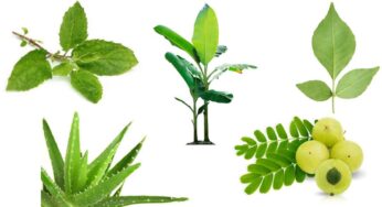 Plants For Wealth : ఇంట్లో ఈ 5 ర‌కాల మొక్క‌ల‌ను పెంచితే.. డ‌బ్బుకు లోటు ఉండ‌దు..!