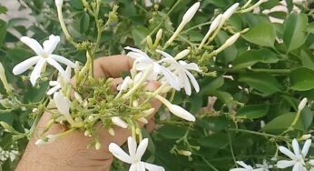 Sanna Jaji Plant : స‌న్న‌జాజి పువ్వులను నూరి అక్క‌డ రాస్తే ఏమ‌వుతుందో తెలుసా ? పురుషుల‌కు తెలిస్తే అస‌లు విడిచిపెట్ట‌రు..!