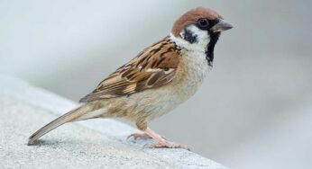 Sparrow : మీ ఇంట్లోకి పిచుక‌లు బాగా వ‌స్తున్నాయా ? దాని అర్థం తెలిస్తే ఆశ్చ‌ర్య‌పోతారు..!