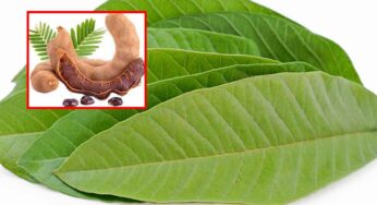 Tamarind In Guava Leaf : జామ ఆకులో చింత‌పండును ఉంచి న‌మిలితే.. ఏం జ‌రుగుతుందో తెలుసా..?