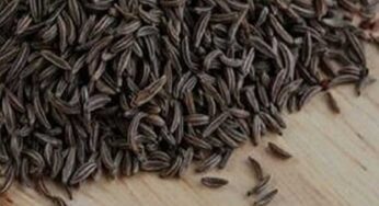 Black Cumin : న‌ల్ల జీల‌క‌ర్ర‌తో ఉప‌యోగాలు తెలిస్తే.. అస‌లు విడిచిపెట్ట‌రు..!