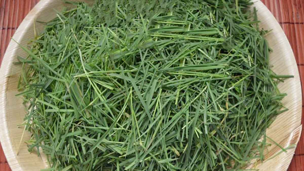 Garika గరిక ఎంత విలువైందో తెలుసా.. ఈ క‌థ‌ను చ‌దివితే చాలు