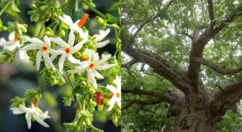 Parijatha Tree : పారిజాత చెట్టుతో క‌లిగే ఆరోగ్య‌క‌ర‌మైన ప్ర‌యోజ‌నాలు ఇవే.. ఇంట్లో త‌ప్ప‌క పెంచుకోవాలి..!