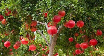 Pomegranate Tree : వామ్మో.. దానిమ్మ చెట్టుతో ఇన్ని ఉప‌యోగాలా.. లిస్టు చాంతాడంత ఉందే..!