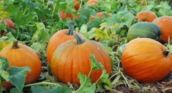 Pumpkin Plant : గుమ్మ‌డి, బూడిద గుమ్మ‌డి చెట్ల‌ను ఇంట్లో త‌ప్ప‌నిస‌రిగా పెంచుకోవాలి.. ఎందుకంటే..?