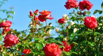 Rose Plant : గులాబీ మొక్క‌ల‌కు పువ్వులు బాగా పూయాలంటే.. ఇలా చేయాలి..!