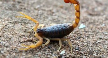 Scorpion Bite : తేలు కుట్టిన‌ప్పుడు ఈ చిట్కాల‌ను పాటిస్తే.. నొప్పి, విష ప్ర‌భావం త‌గ్గుతాయి..!