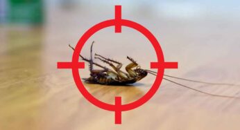 Cockroach : ఇంట్లో బొద్దింక‌లు ఎక్కువ‌గా ఉన్నాయా.. ఇలా చేస్తే దెబ్బ‌కు పోతాయి.. మ‌ళ్లీ రావు..!